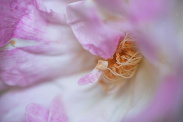 Primer plano de rosa rosa