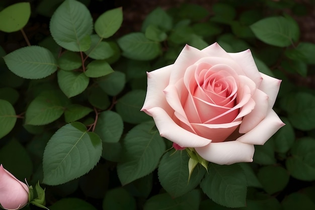 Un primer plano de una rosa rosa