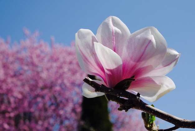 Foto primer plano de una rosa rosada contra un cielo despejado