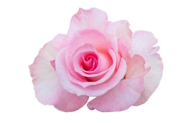 Primer plano de una rosa rosada contra un fondo blanco
