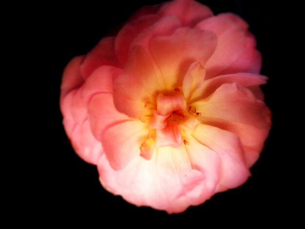 Foto primer plano de una rosa rosada contra un fondo negro