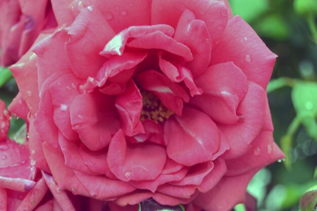 Primer plano de una rosa rosada en flor al aire libre