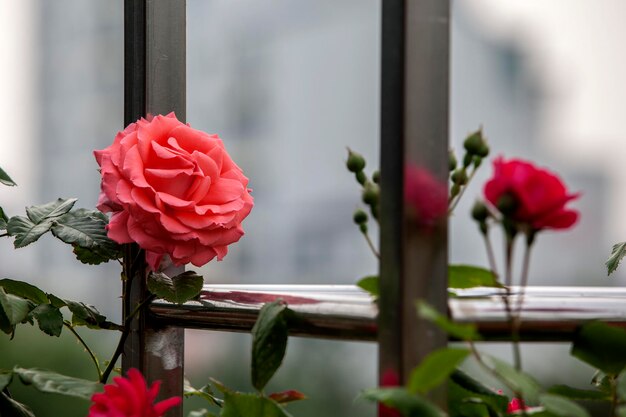 Primer plano de una rosa rosada en flor al aire libre