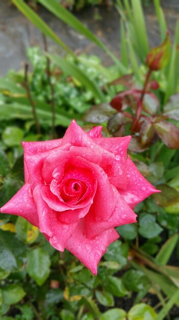 Foto primer plano de una rosa rosada en flor al aire libre