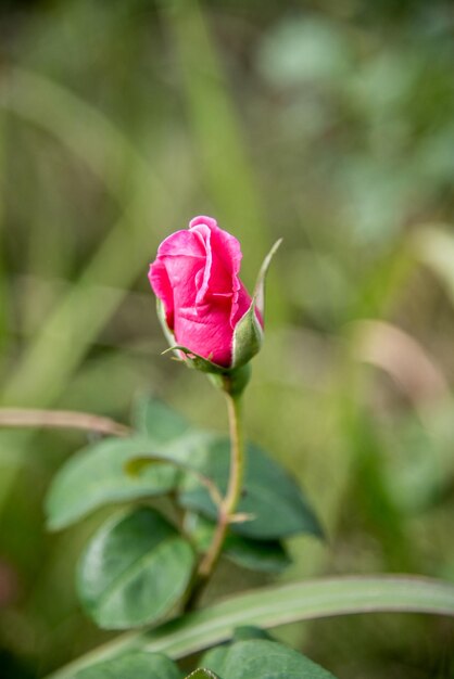 Foto primer plano de una rosa rosada en flor al aire libre