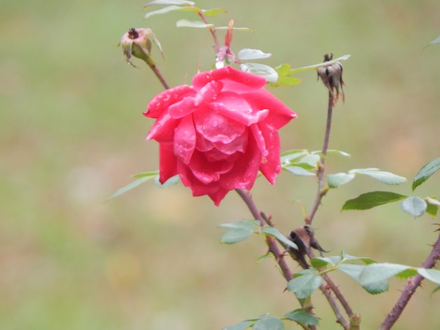 Primer plano de una rosa rosada húmeda que crece al aire libre