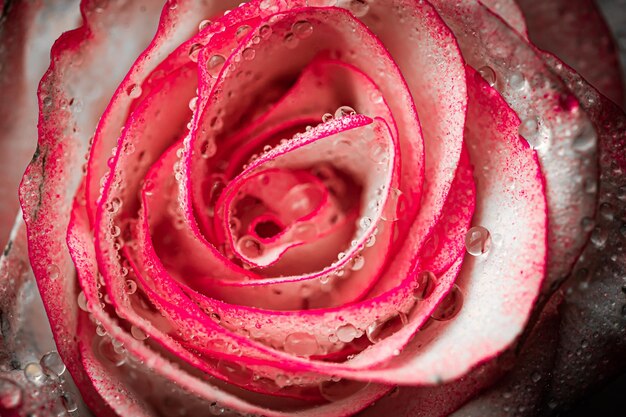 Foto primer plano de una rosa rosada húmeda