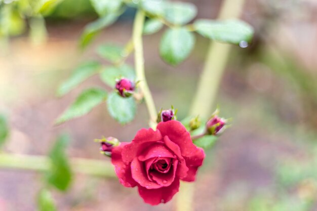 Foto primer plano de una rosa rosada