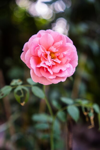 Foto primer plano de la rosa rosada