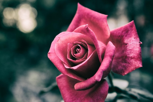 Primer plano de una rosa rosada