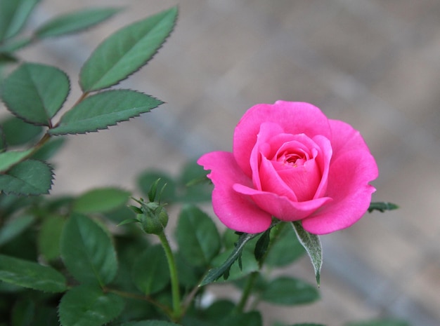 Foto primer plano de una rosa rosada