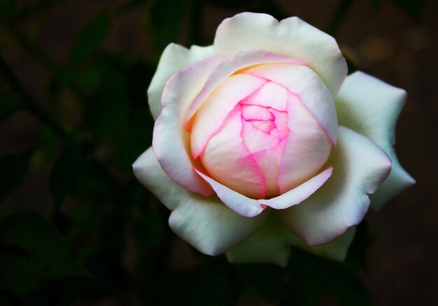 Foto primer plano de una rosa rosada