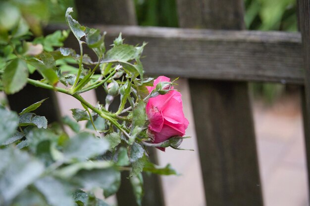 Foto primer plano de una rosa rosada