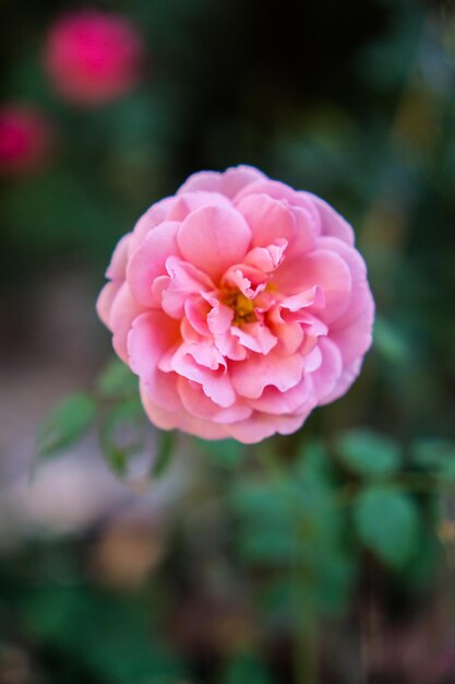 Foto primer plano de una rosa rosada