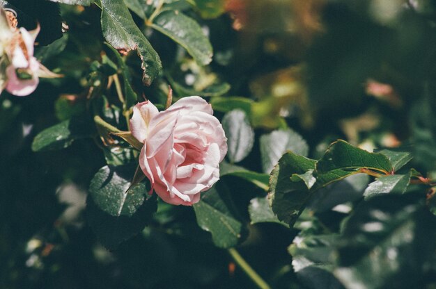 Primer plano de la rosa rosada