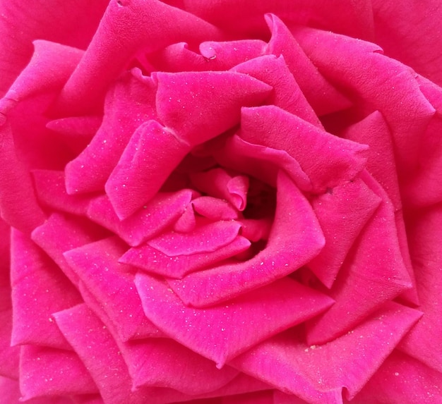 Foto primer plano de una rosa rosada