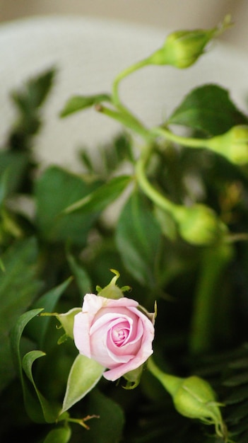 Foto primer plano de una rosa rosada