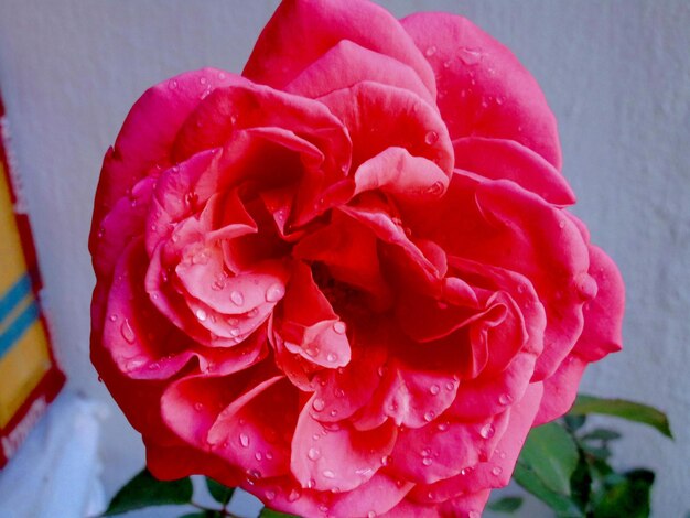 Foto primer plano de una rosa rosada