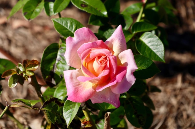 Foto primer plano de una rosa rosada