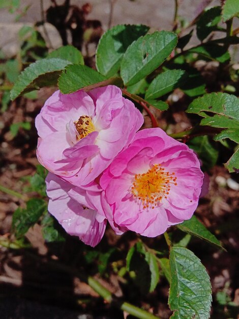 Foto primer plano de una rosa rosada