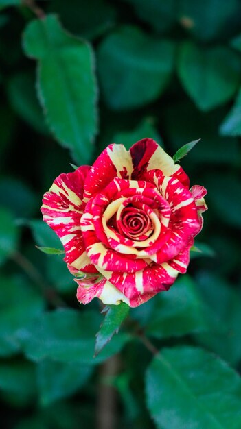 Foto primer plano de una rosa rosada