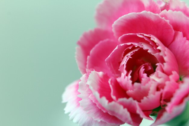 Primer plano de una rosa rosada