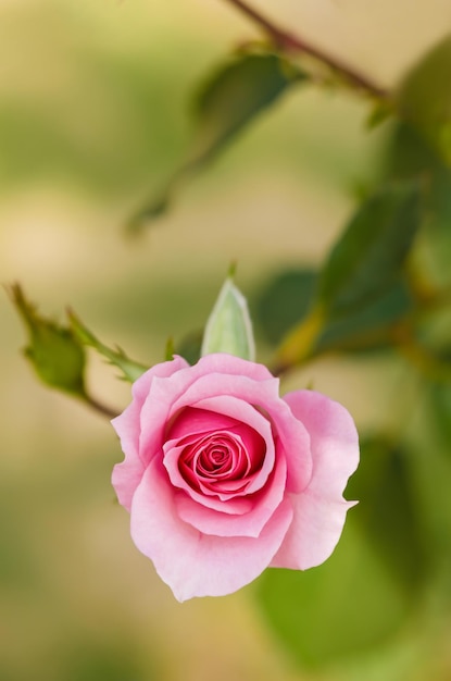 Primer plano de una rosa rosada