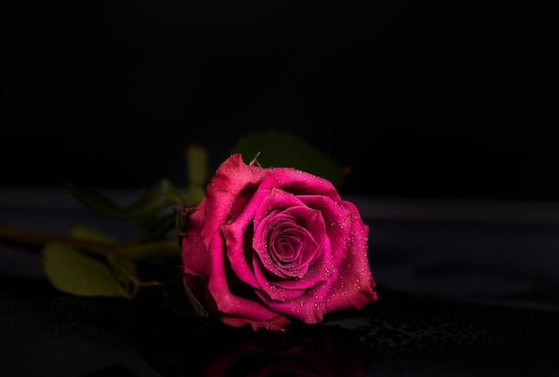 Foto primer plano de una rosa rosada