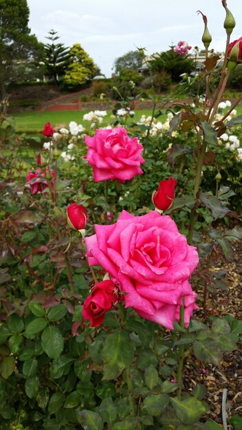 Foto primer plano de una rosa rosada