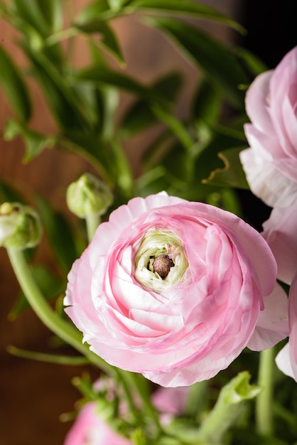 Foto primer plano de una rosa rosada