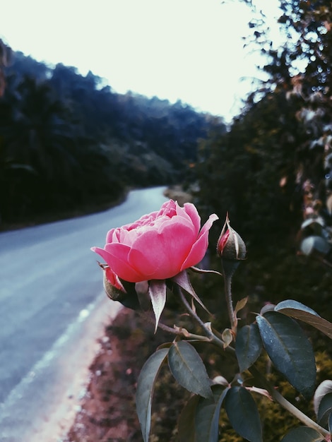 Foto primer plano de una rosa rosada