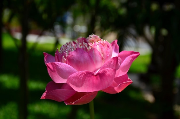 Primer plano de la rosa rosada