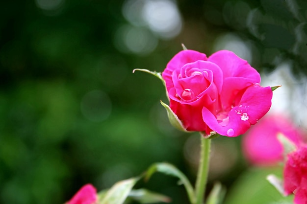 Foto primer plano de la rosa rosada