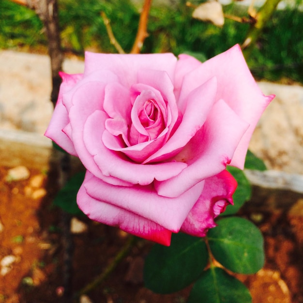 Primer plano de una rosa rosada