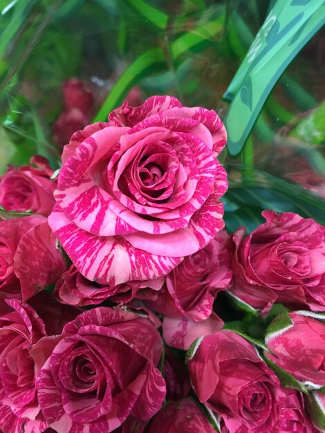 Foto primer plano de una rosa rosada