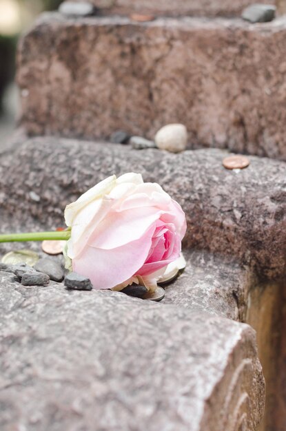 Foto primer plano de una rosa rosada