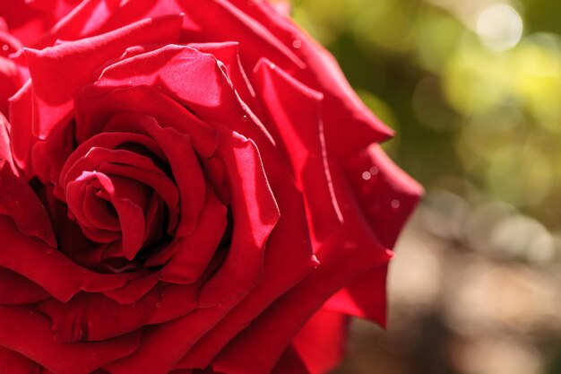 Foto primer plano de una rosa rosada