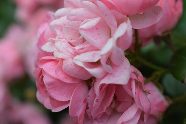 Primer plano de una rosa rosada