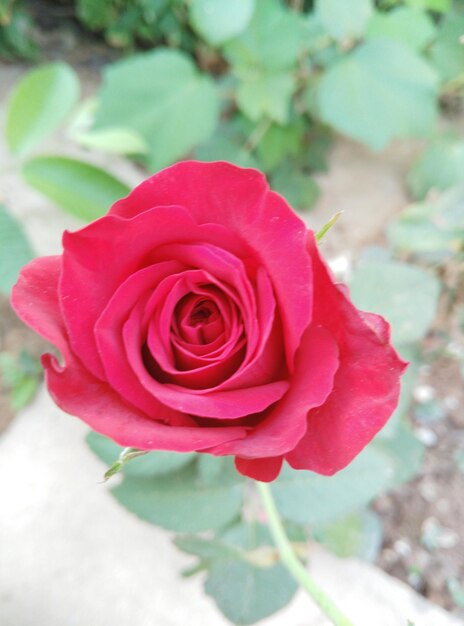 Foto primer plano de una rosa rosada