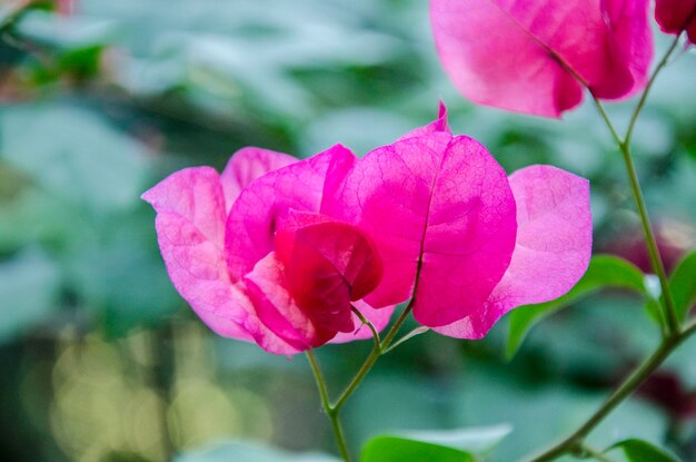 Foto primer plano de una rosa rosada