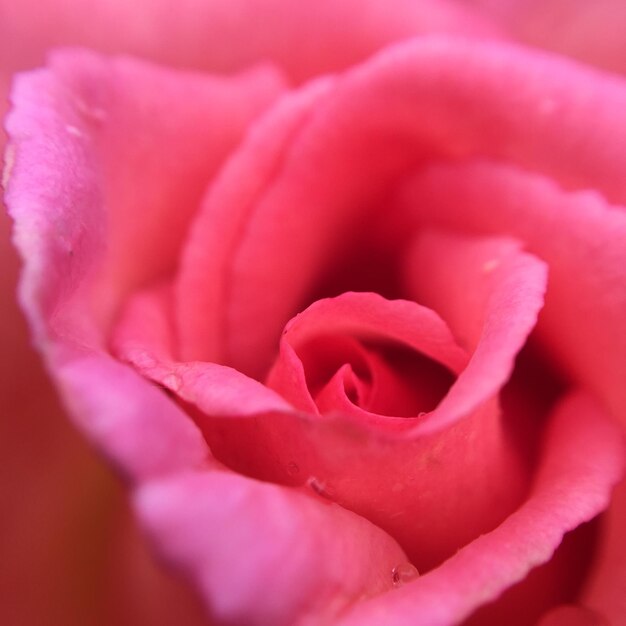 Foto primer plano de una rosa rosada