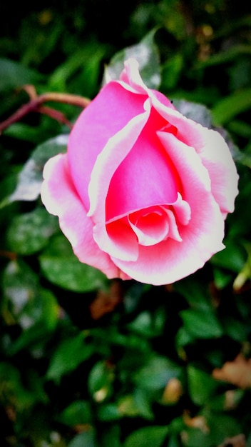 Foto primer plano de una rosa rosada