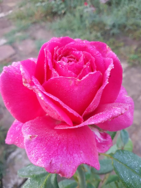 Foto primer plano de una rosa rosada