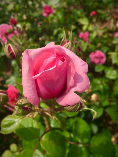 Foto primer plano de una rosa rosada