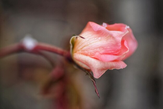 Foto primer plano de una rosa rosada