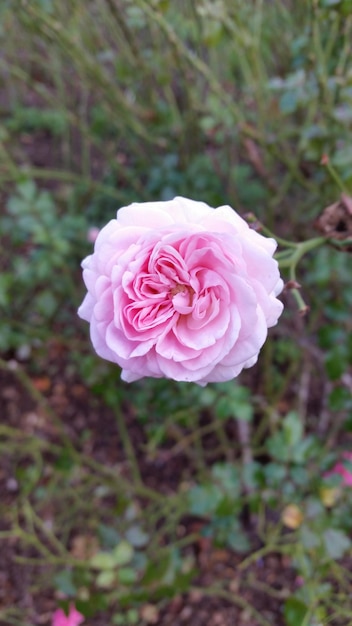 Foto primer plano de una rosa rosada