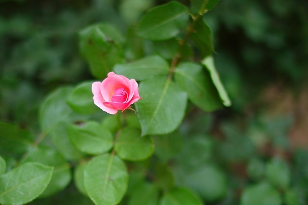 Primer plano de una rosa rosada