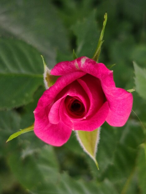 Primer plano de una rosa rosada