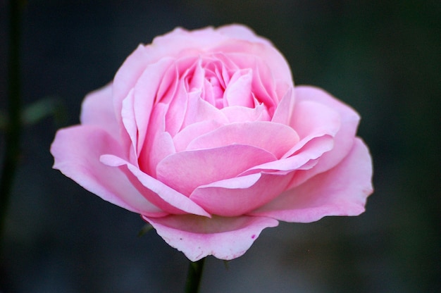 Primer plano de una rosa rosada