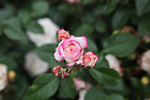 Foto primer plano de una rosa rosada